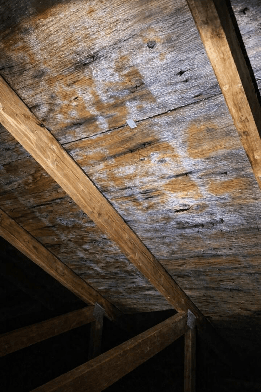 Mold in an attic